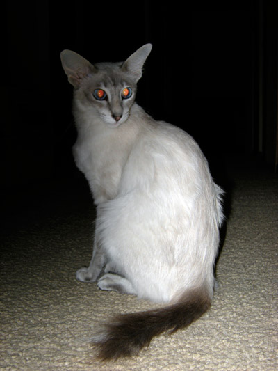 testvar katze