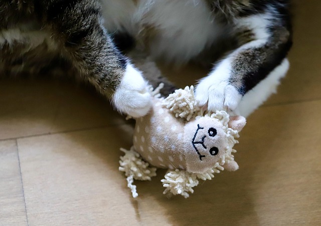 Katzen-Spielzeug
